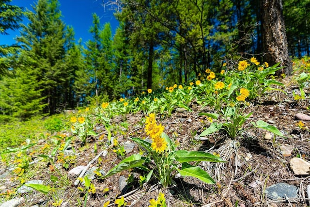 view of local wilderness