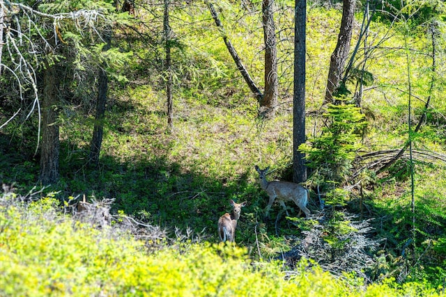 view of nature featuring a forest view