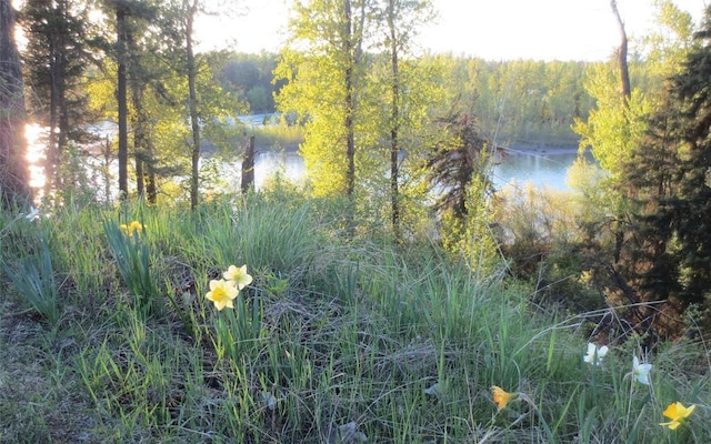 view of tree filled area with a water view