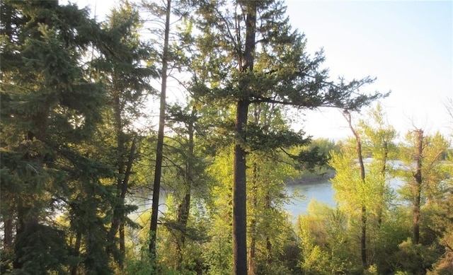 water view featuring a forest