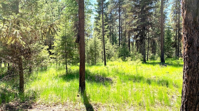 view of nature featuring a view of trees