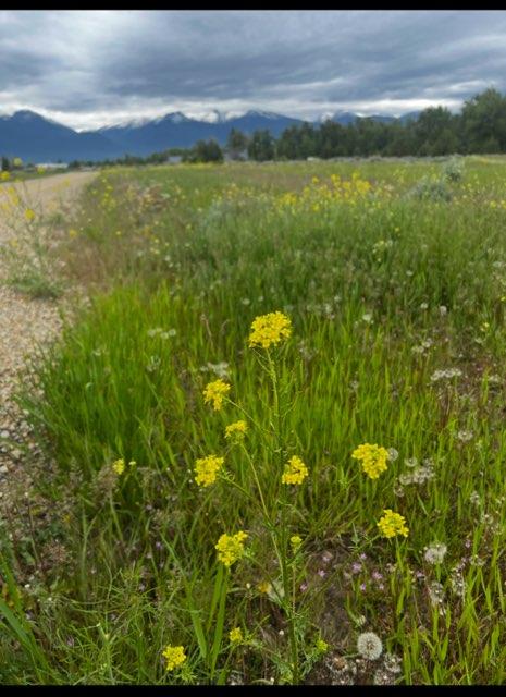 LOT32-A Drovers Trl, Stevensville, MT 59870