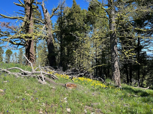 view of local wilderness