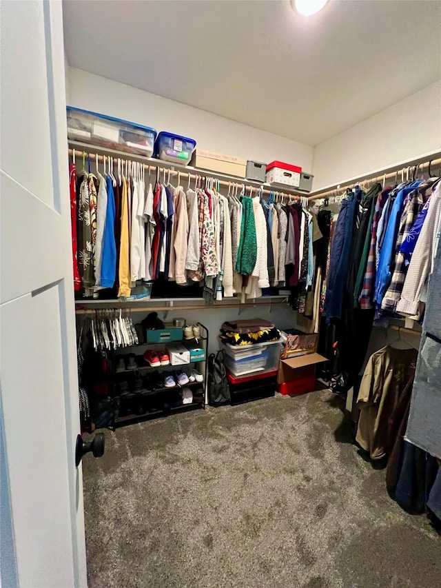 walk in closet featuring carpet floors