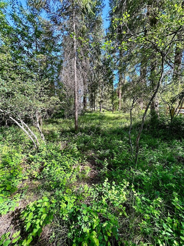 1103 Greers Ferry Rd, Libby, MT 59923 - view of undeveloped land