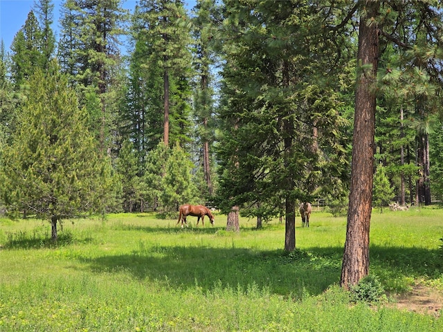17 Mountain View Rd, Trout Creek, MT 59874 - view of nature