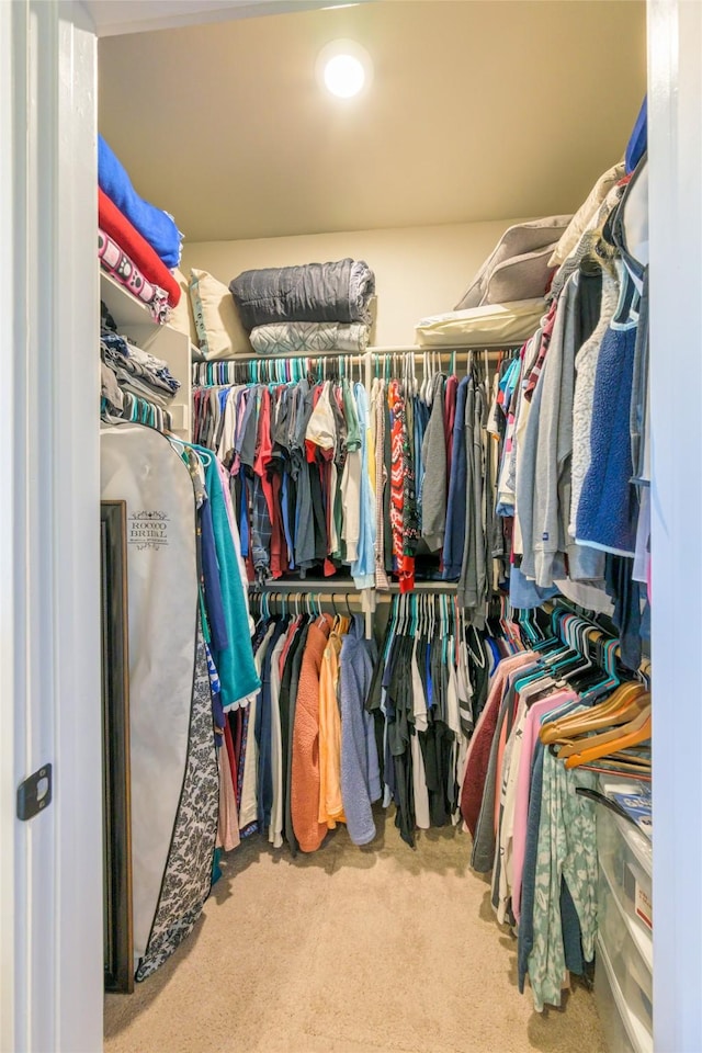 spacious closet featuring carpet