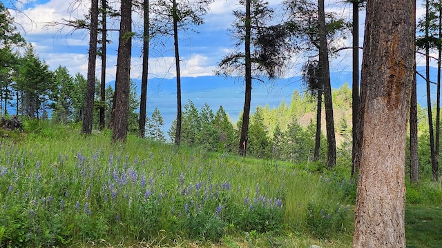 view of local wilderness