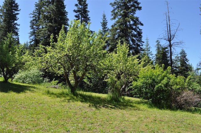 view of local wilderness