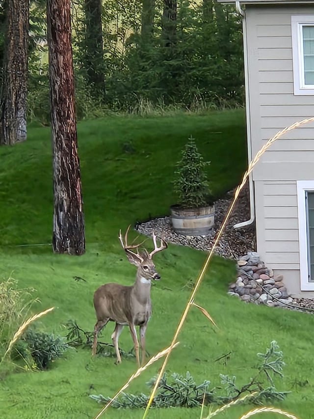 378 Skookum Rd, Lakeside, MT 59922 - view of green lawn