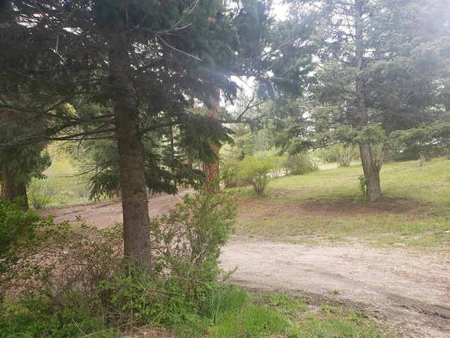 view of local wilderness