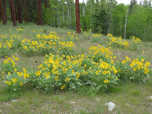 807 Pheasant Run, Hamilton, MT 59840 - view of woods