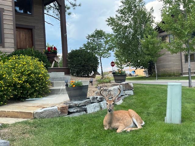 1 Rock Creek Ct, Whitefish, MT 59937 - view of grassy yard