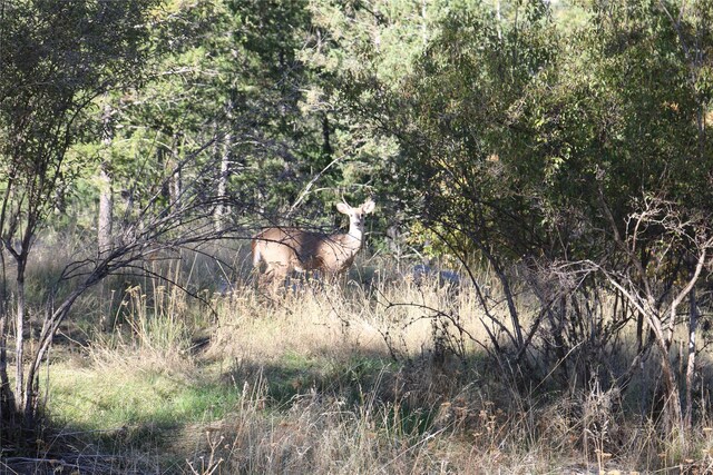 175 Aerie Pl, Bigfork, MT 59911