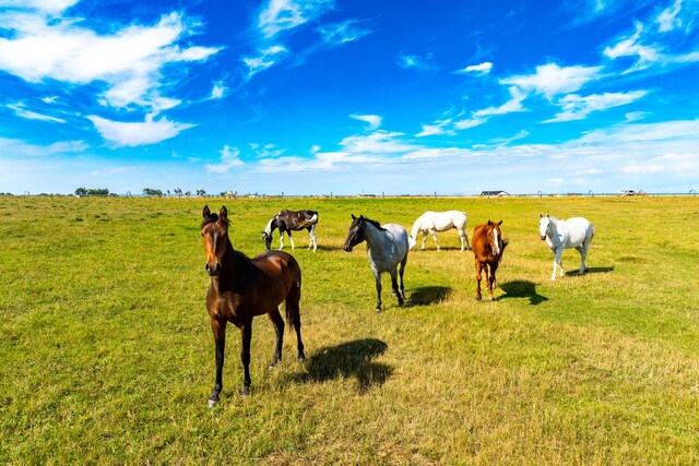 view of stable featuring a rural view