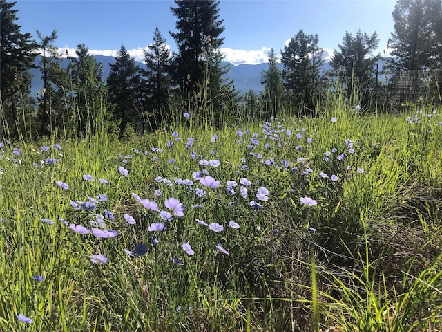 563 Riding High Dr, Eureka, MT 59917 - view of local wilderness featuring a mountain backdrop