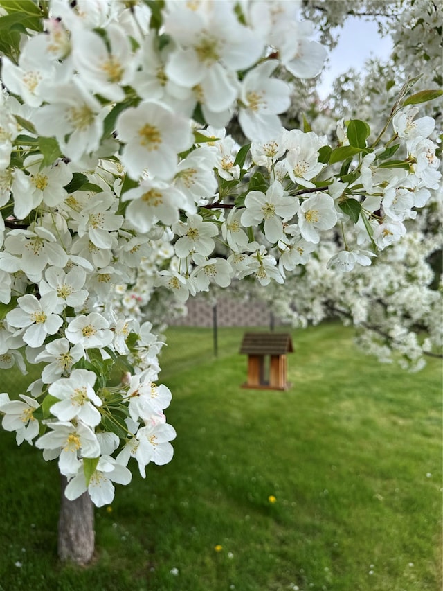 8 Primrose Ct, Kalispell, MT 59901 - view of green lawn
