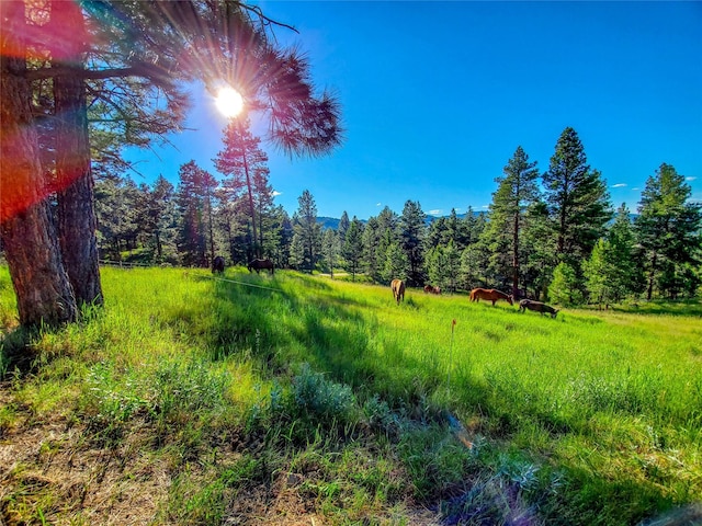 5 Alpine Valley Ln, Clancy, MT 59634 - view of woods