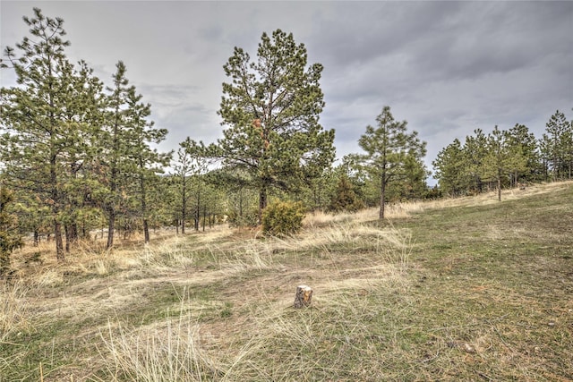 view of local wilderness