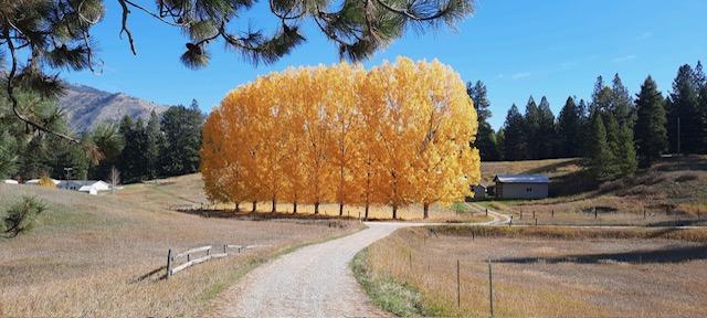 708 Johnson Ln, Superior, MT 59872 - view of home's community with a rural view and a forest view
