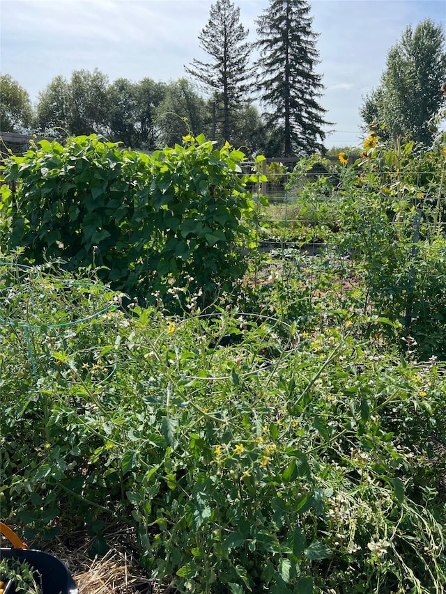 view of nature