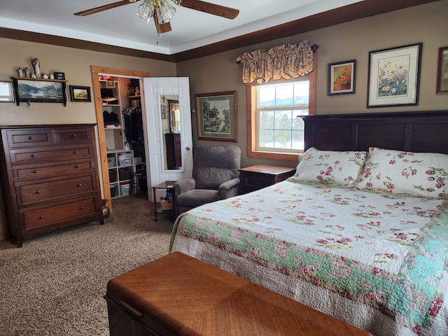 carpeted bedroom featuring a closet, a ceiling fan, and a walk in closet