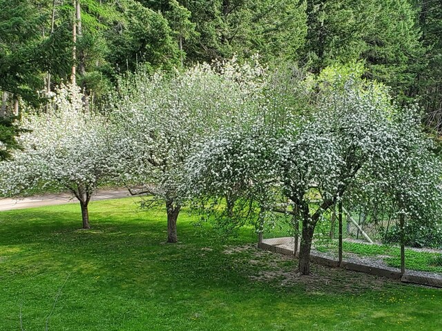 1000 Kelley Rd, Columbia Falls, MT 59912 - view of grassy yard