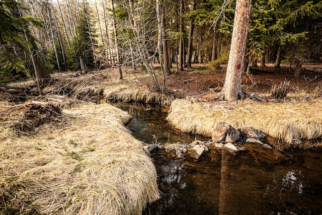 view of local wilderness