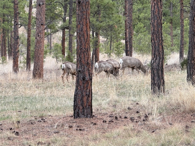 view of local wilderness featuring a view of trees