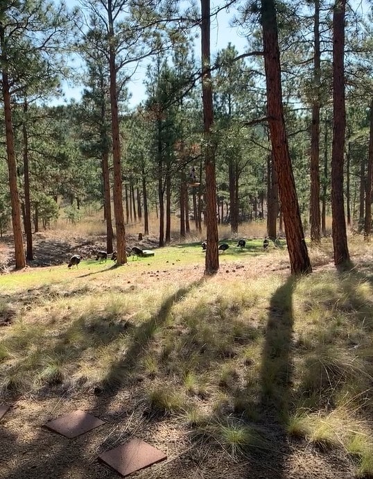 view of nature