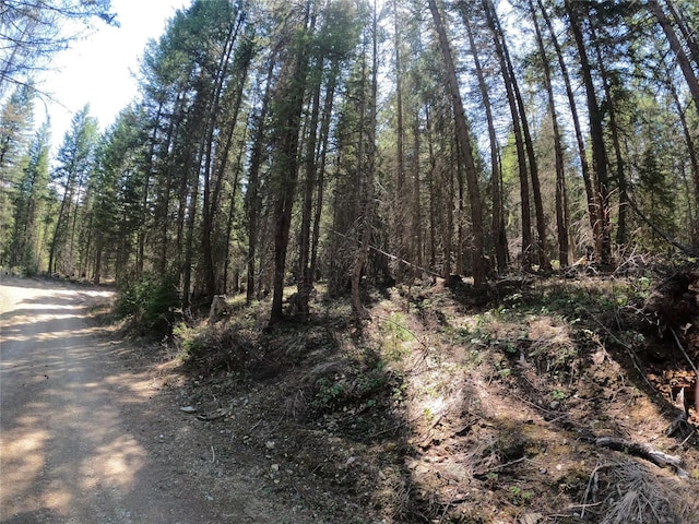 view of local wilderness