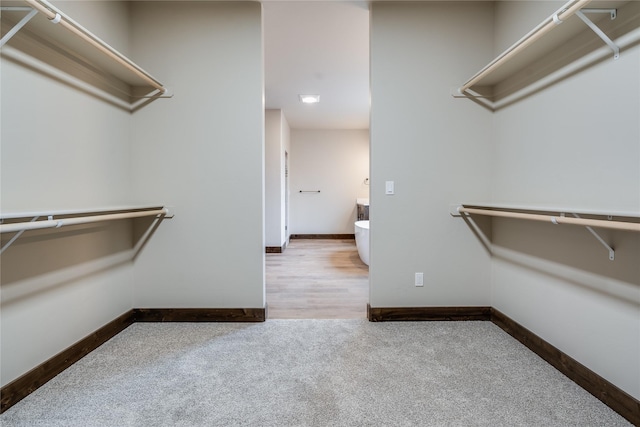 spacious closet featuring carpet