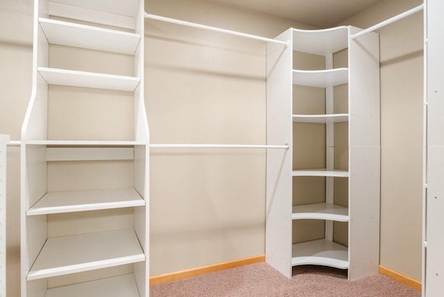 spacious closet featuring carpet