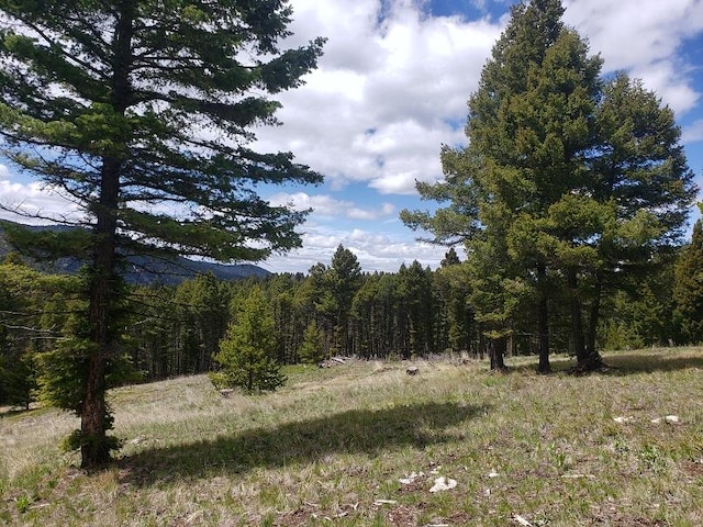 513 Spruce Gulch Rd, Helmville, MT 59843 - view of tree filled area