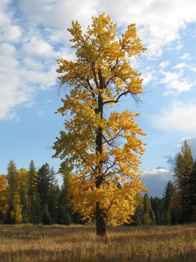 view of local wilderness with a view of trees