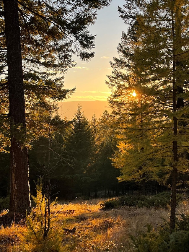 nature at dusk with a forest view