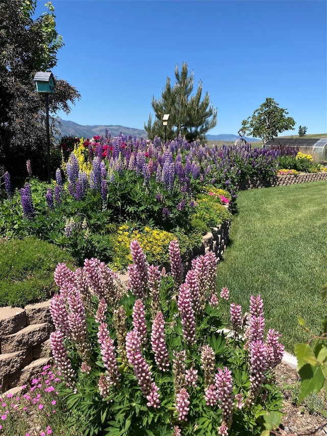view of yard with a mountain view