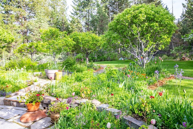 view of yard featuring view of wooded area