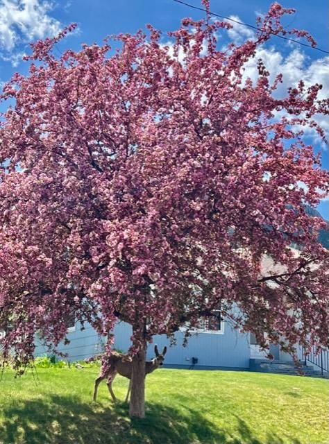 915 Hauser Blvd, Helena, MT 59601 - view of grassy yard