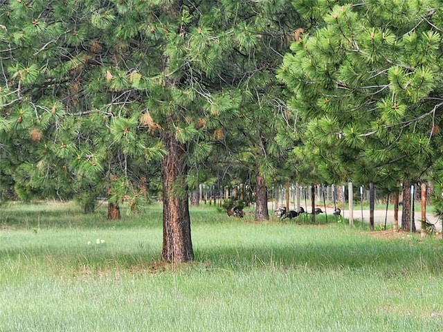 3688 Judith Ln, Darby, MT 59829 - view of yard