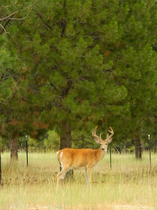 3688 Judith Ln, Darby, MT 59829 - view of local wilderness