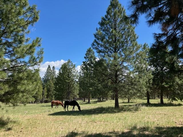 3688 Judith Ln, Darby, MT 59829 - view of green lawn with a view of rural / pastoral area