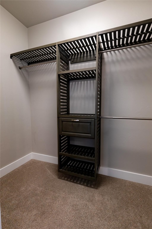 spacious closet featuring carpet flooring