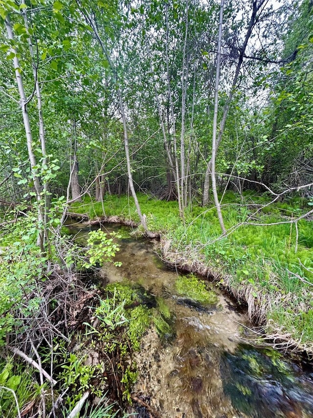 view of local wilderness