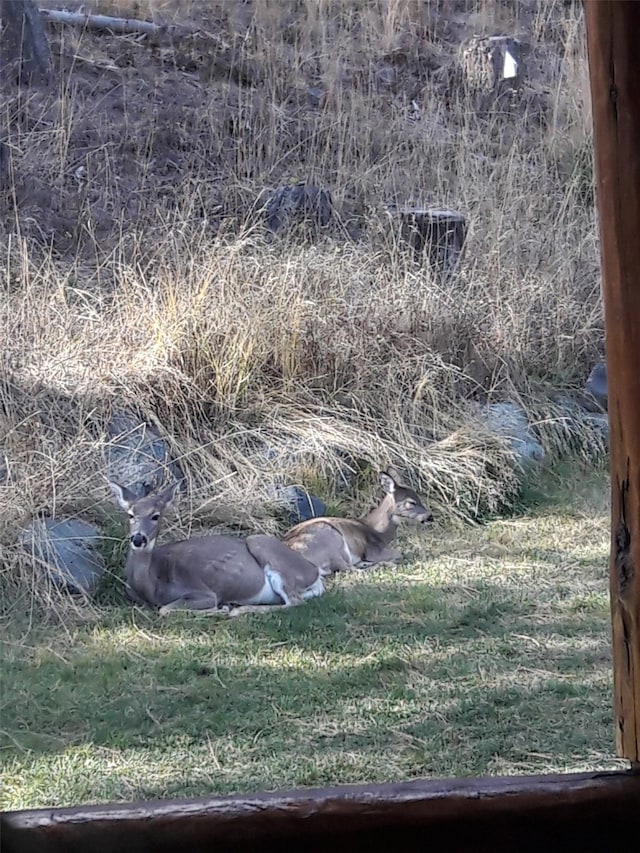 6470 US Highway 93 S, Eureka, MT 59917 - view of nature