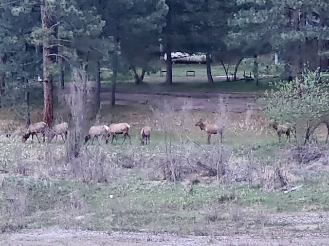 2055 Diamond Match Rd, Superior, MT 59872 - view of local wilderness