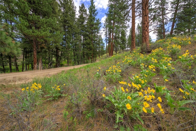 5380 US Highway 93, Conner, MT 59827 - view of undeveloped land