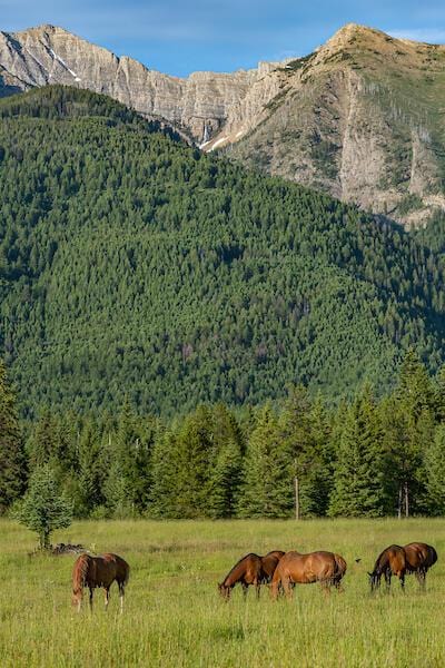 2705 Rumble Creek Rd, Condon, MT 59826 - view of mountain background featuring a forest and rural landscape
