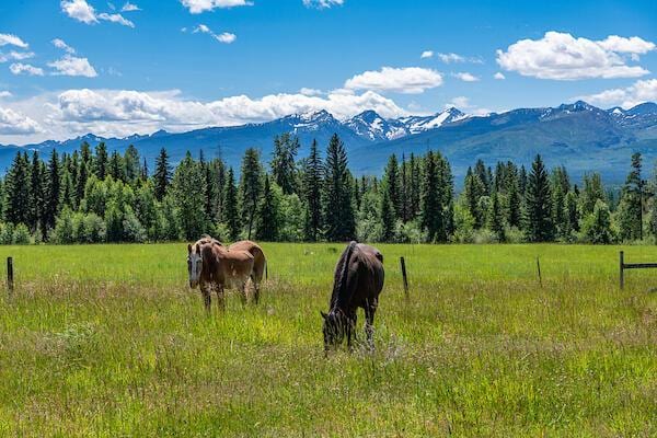2705 Rumble Creek Rd, Condon, MT 59826 - view of mountain background featuring rural landscape