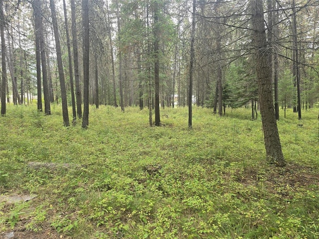 204 Cougar Meadow Dr, Saint Regis, MT 59866 - view of wooded area